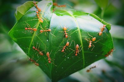 Close-up of insect on plant