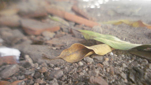 Close-up of fresh green leaf