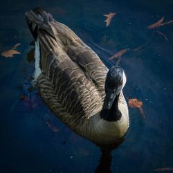 High angle view of duck swimming in lake