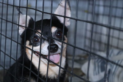 Portrait of dog in cage