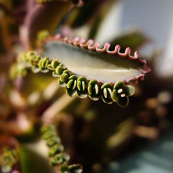 Close-up of flower buds