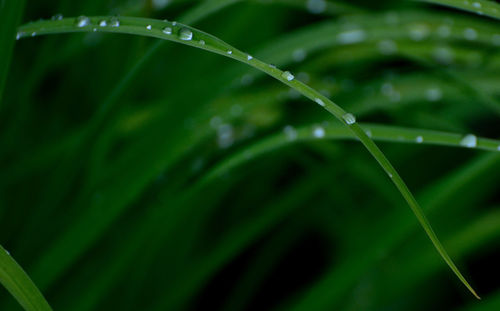 Close-up of water drops on blade of grass