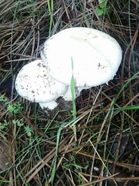 Close-up of wild mushroom on field