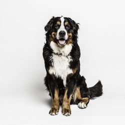 Portrait of dog sitting against white background