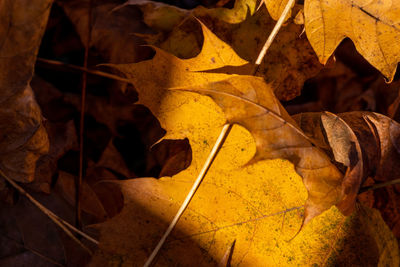 Close-up of yellow maple leaves