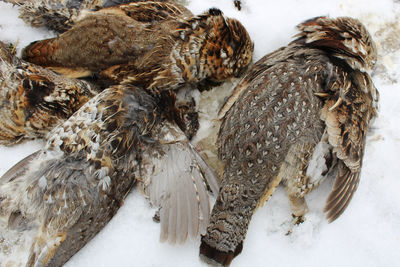 High angle view of birds in snow