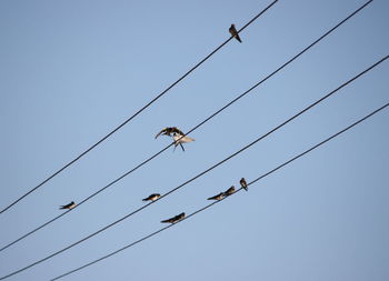 Low angle view of birds flying against clear sky