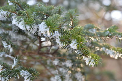 Close-up of pine tree branch during winter