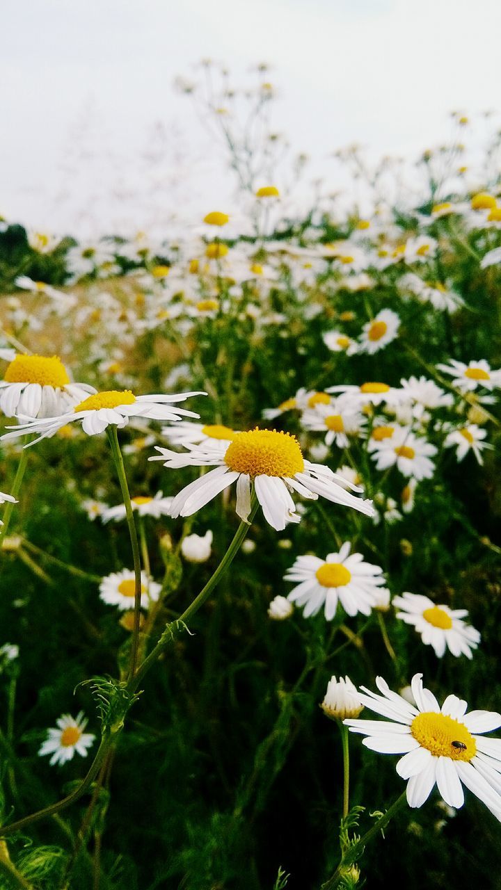 flower, fragility, petal, beauty in nature, freshness, nature, growth, yellow, flower head, plant, no people, blooming, focus on foreground, pollen, day, outdoors, close-up, animal themes