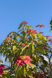 Low angle view of flowering plants against blue sky