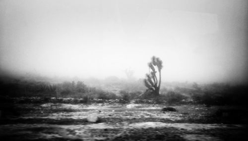 Trees in foggy weather