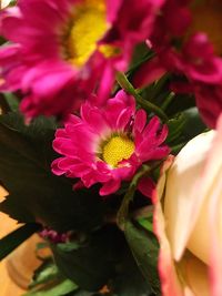 Close-up of flowers