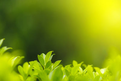 Close-up of plant growing on field