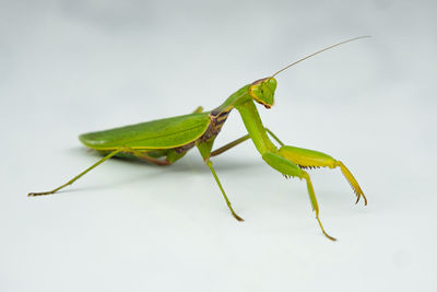 Close-up of insect on leaf