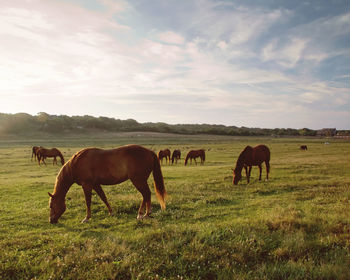 Cows grazing on field against sky