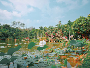 View of birds in lake against sky