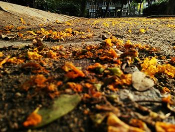 Close-up of fallen leaves on tree during autumn