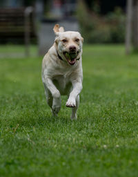 Labrador retriever with tennis ball in mouth running on grassy field