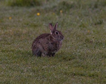 Lone rabbit in meadow 