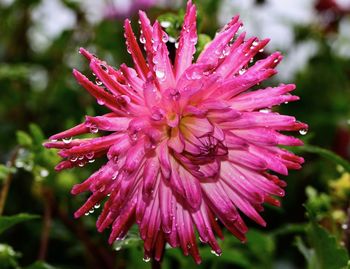 Close-up of wet pink flower