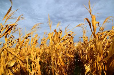 Close-up of wheat field against sky