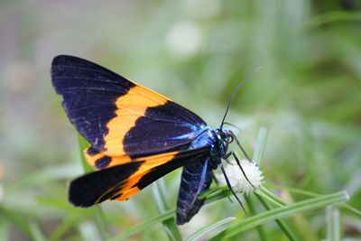 Close-up of butterfly on purple flower