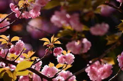 Close-up of pink cherry blossoms