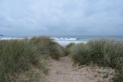 Grass at beach against cloudy sky