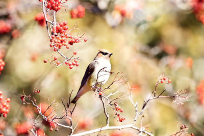 Cedar waxwing