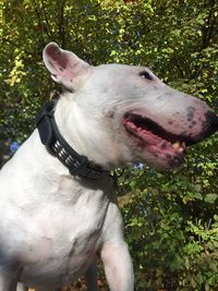 Close-up of a dog looking away