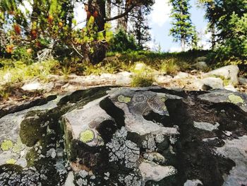 Close-up of rocks in forest