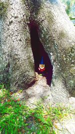 Close-up of cat on tree trunk