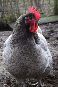 Close-up of a bird