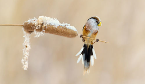 Bird perching on plant