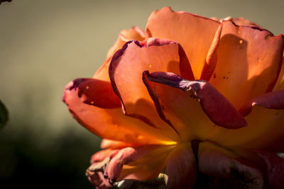 Detail shot of flower against blurred background