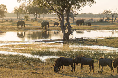 Horses grazing in a field