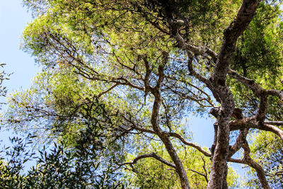 Low angle view of tree