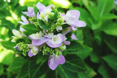 Close-up of purple flowering plant