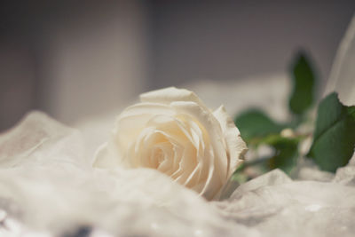 Close-up of rose bouquet