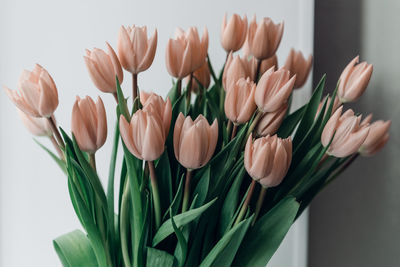 Valentine's day or mothers day tulip flowers apricot color