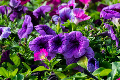 Close-up of purple flowering plants