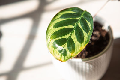 Close-up of plant