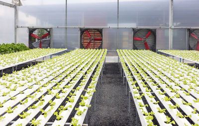 Sunlight falling in greenhouse