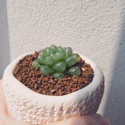 Close-up of potted plant on table