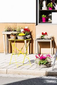 Potted plants against wall