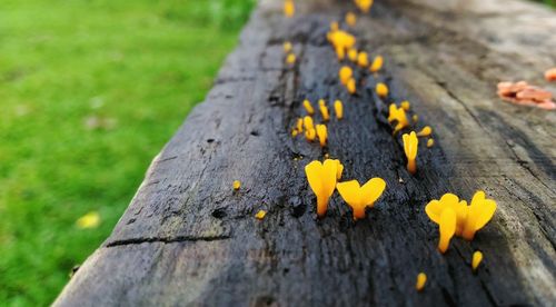 Close-up of yellow flower on grass