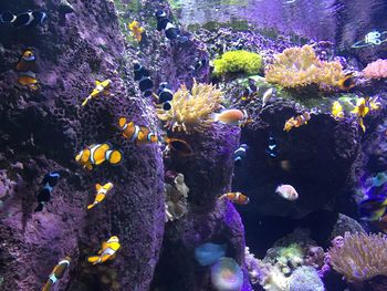 View of coral in aquarium