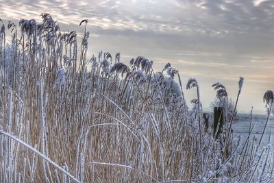 Close-up of snow on grass against sky during winter