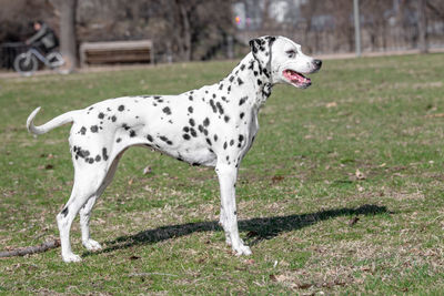 Close-up of a dog on field