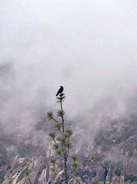 Plants in foggy weather